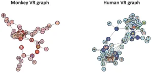 Computational geometry of shape perception - This project investigates whether a mathematical 3D shape descriptor predicts aspects of human object perception and recognition.